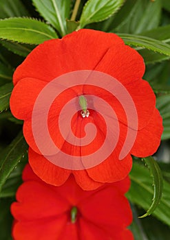 Red garden flower Impatiens walleriana photo