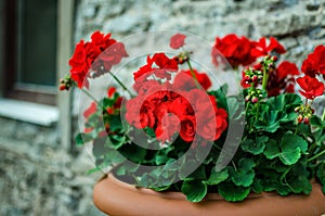 Red garden geranium flowers in pot photo