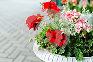 Red garden geranium flowers in pot