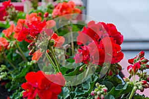 Red garden geranium flowers in pot