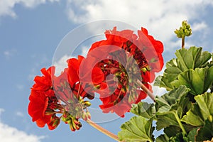 Red garden geranium - Pelargonium