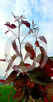 Red garden Leaf close-up photography