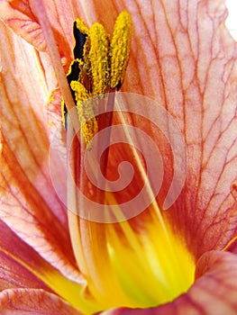 Red garden lily stamens macro photography. yellow lily petals floral background. lily, orchid, macro