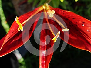 Red garden lily stamens macro photography. yellow lily petals floral background. lily, orchid, macro