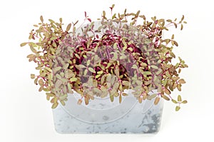 Red garden orache microgreen in white plastic container