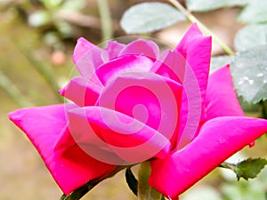 Red garden rose flower on a nature background. Close-up. Pollen, pink color, multi layered petal. Elegance Valentine card,