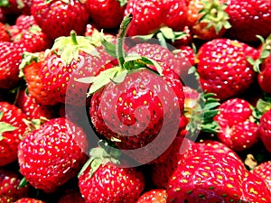 Red garden strawberries,