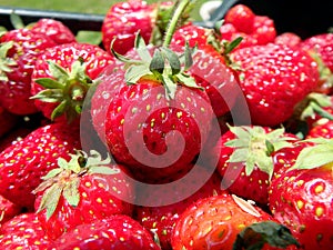 Red garden strawberries,