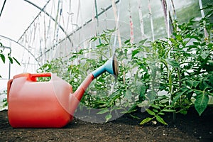 Red garden watering can for 10 liters is in a greenhouse with young tomatoes.