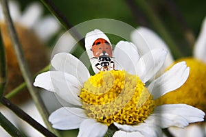 Red gargle on a daisy flower. Wallpaper, background.