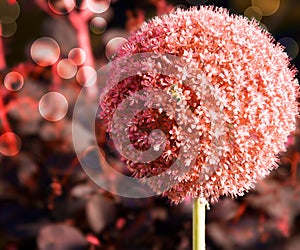 Red Garlic Flower Background