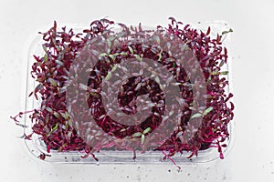 Red Garnet Amaranth Sprouting Seeds In Box