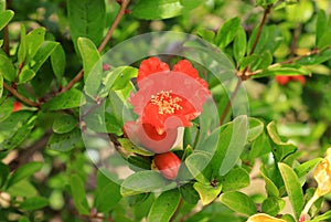 Red garnet flower blooms on tree. Southern fruit pomegranate, pomegranate tree in garden