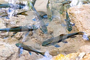 Red garra fishes in river water photo