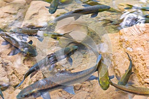 Red garra fishes in river water photo