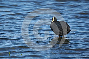 Red-gartered coot in chilean Patagonia