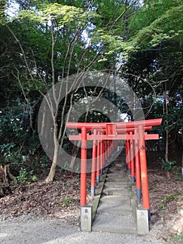Red Gates Shrine Japan  Shintoism