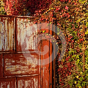 Red gateway surrounded with autumn foliage