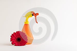 Red gebera flower with different objects on white