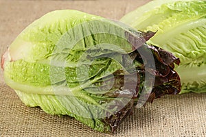 Red Gem Lettuce