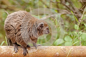 Red gentle lemur