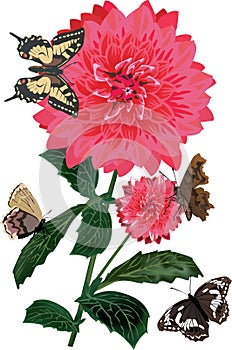 Red georgina flower and butterflies on white