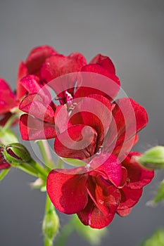 Red geranium