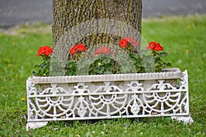 Red Geranium Annual Flowers Blooming in Pot