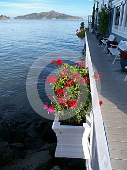 Red geranium in boxes overlooking sea background