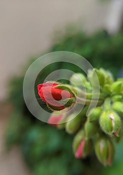 Buds of red geranium. Macro photograpy photo