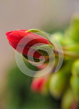 Buds of red geranium. Macro photograpy photo