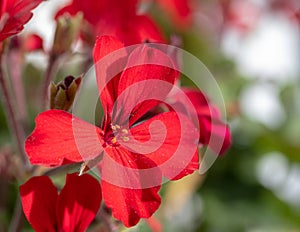 Red Geranium `Caliente Fire` macro