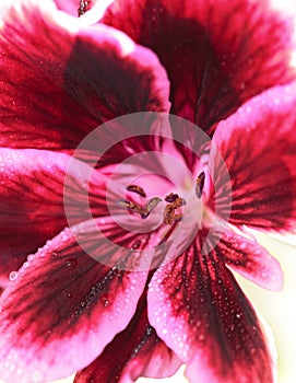 Red geranium flower