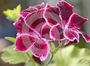 Red geranium flower