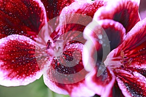 Red geranium flower