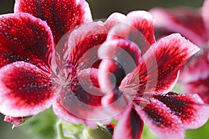 Red geranium flower