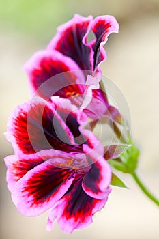 Red geranium flower