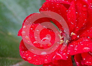 a red geranium flower