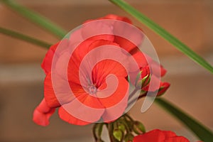 Red Geranium Flower