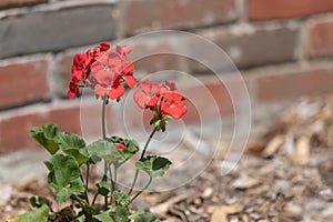 Red Geranium in Mulched Flower Bed