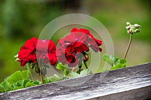 Red geranium flower in bloom photo