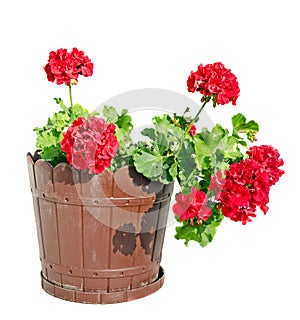 Red Geranium flower in a brown flower pot, close up white background