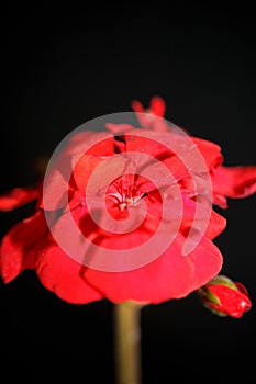 Red geranium flower close up family geraniaceae background botanical modern high quality big size print