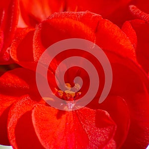 Red Geranium Flower Close-Up