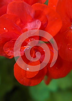 Geranium red  flower  with dewdrops. Macro photograpy photo