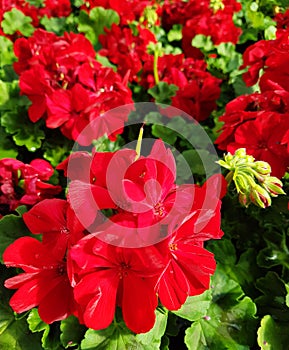 Red geranium flower