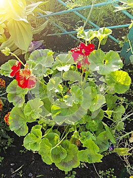 Red geranium. Flower for the garden. Geranium in the flowerbed. Plants for gardening.