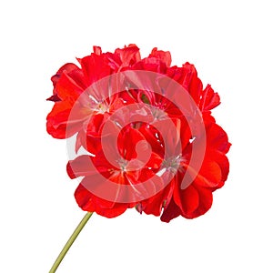 Red geranium flower isolated on white