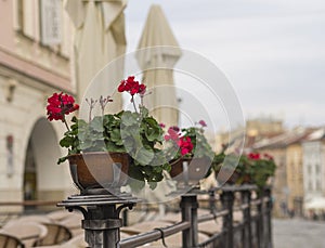 Red geranium flower pots on restaurant garden fencing on old cit