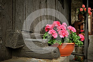 Red geranium flower, potted plant on rural black wooden porch